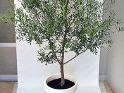 植物(樹木・草花)