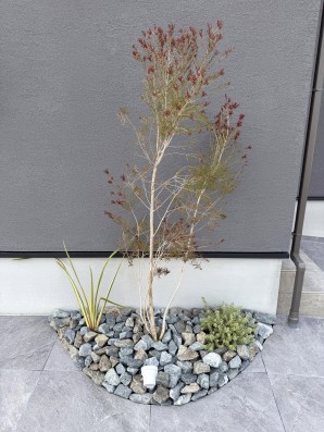 IMG_3210 姫路市の新築外構で、シンボルツリーにメラレウカを植えた事例