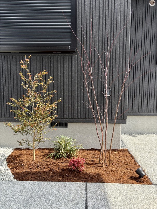 IMG_7963 加古川市の新築外構で、イロハモミジとヒメサザンカを植えたお庭の実例