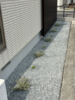 加古川市の新築外構で、常緑の下草を植えたお庭