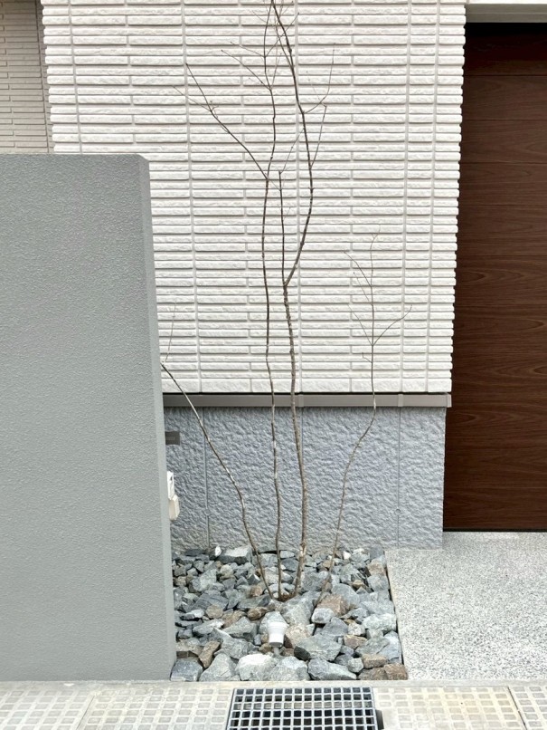 加古川市の新築外構で、シンボルツリーにアオダモを植えた施工例