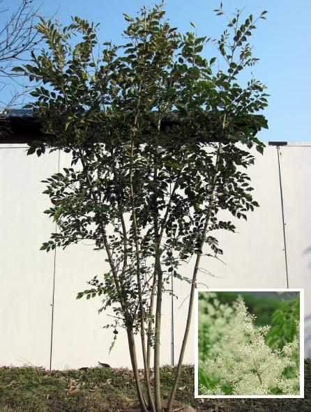 シマトネリコ株立 1 5ｍ 加古川市 高砂市の外構 エクステリア工事はチェリーブロッサムガーデン