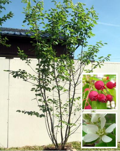 超特価sale開催 ジューンベリー 大株立ち 現品 管理222 植物 観葉植物 インテリア小物 9 450 Eur Artec Fr