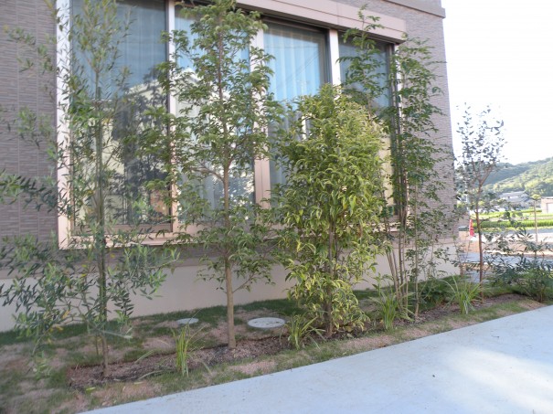 植栽を使った目隠し 姫路市K様邸|加古川市の外構・高砂市の外 植栽を使った目隠し 姫路市K様邸|加古川市の外構・高砂市の外