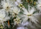 スノーインサマーの花