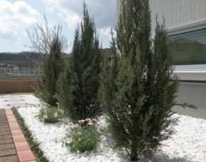 ウィチタブルー ヒノキ科 常緑小高木 加古川市 高砂市の外構 エクステリア工事はチェリーブロッサムガーデン