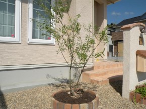 オリーブ モクセイ科 常緑小高木 加古川市 高砂市の外構 エクステリア工事はチェリーブロッサムガーデン