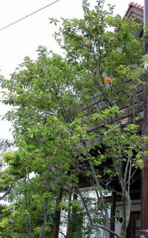ジューンベリー バラ科 落葉高木 加古川市 高砂市の外構 エクステリア工事はチェリーブロッサムガーデン ジューンベリー バラ科 落葉高木 加古川市 高砂市の外構 エクステリア工事はチェリーブロッサムガーデン