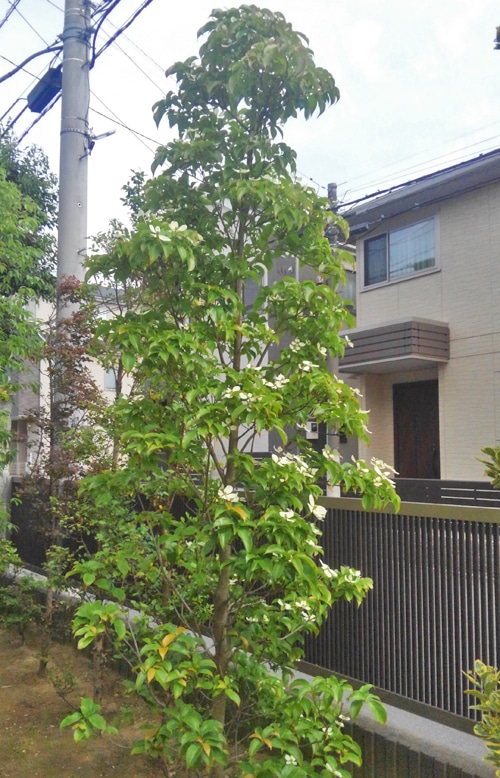 常緑ヤマボウシ モクセイ科 常緑中木|加古川市の外構・高砂市の外構・エクステリア工事はチェリーブロッサムガーデン